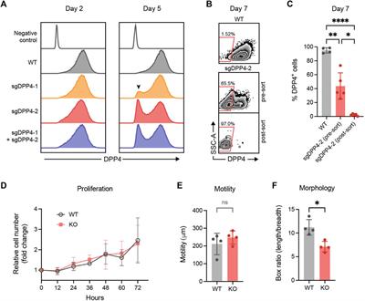 Dipeptidyl peptidase 4 expression is not associated with an activated fibroblast phenotype in idiopathic pulmonary fibrosis